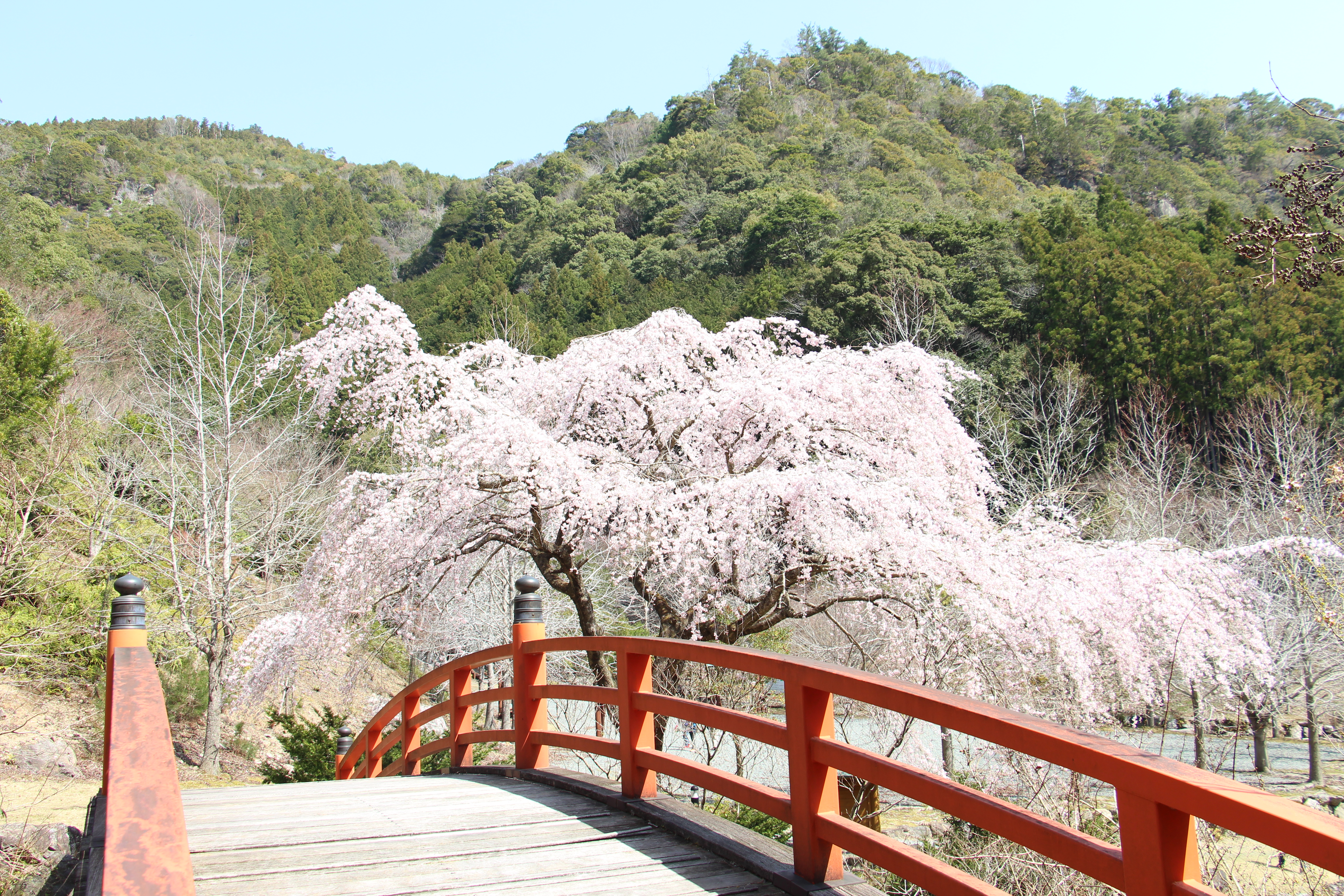 大紀町サクラ