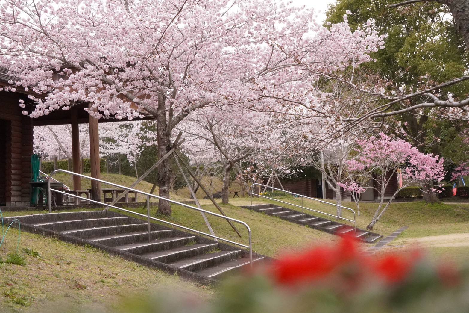 大紀町桜開花情報 | 【公式】大紀町観光協会 | 大紀町観光・旅行情報サイト